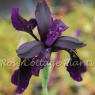 Iris chrysographes 'Black Form'