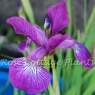 Iris sibirica 'Sparkling Rose'