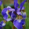 Iris sibirica 'Tropic Night' AGM