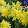 Narcissus 'Rip Van Winkle'