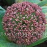 Allium karataviense Red Giant