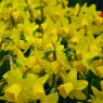 Narcissus 'Tete a Tete' AGM