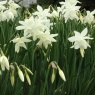 Narcissus triandrus 'Thalia'