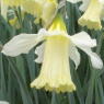 Narcissus' W.P.Milner'
