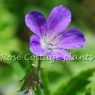 Geranium sylvaticum ‘Birch Lilac’