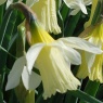 Narcissus' W.P.Milner'