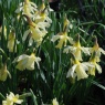 Narcissus' W.P.Milner'