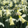 Narcissus' W.P.Milner'