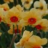 Narcissus 'Altruist'