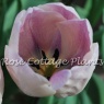 Tulipa 'Jacuzzi'