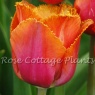 Tulipa 'Louvre Orange'