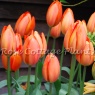 Tulipa 'Orange Balloon'