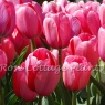 Tulipa 'Pink Impression'