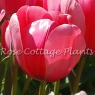 Tulipa 'Pink Impression'