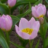 Tulipa saxatilis (Bakeri Group) 'Lilac Wonder'