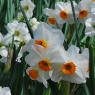 Narcissus 'Geranium' AGM
