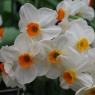 Narcissus 'Geranium' AGM