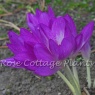 Colchicum 'Glory of Heemstede'