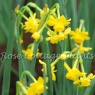 Narcissus jonquilla 'Little Oliver'
