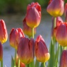 Tulipa 'Amberglow'