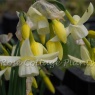 Narcissus triandrus 'Moonlight Sensation'