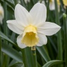 Narcissus Prinses Amalia