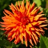 Dahlia 'Autumn Orange'