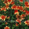 Dahlia 'Josie'