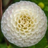 Dahlia 'Small World'