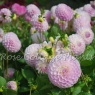 Dahlia 'Snoho Sonia'