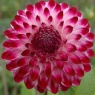 Dahlia 'Caproz Pizzazz'