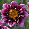 Dahlia 'Liquid Desire'