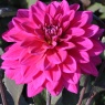 Dahlia 'Marcel Dassault'