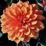 Dahlia 'Miss Trucella' (Missis Trucella)