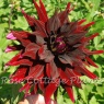 Dahlia 'Brigitta Alida'