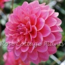 Dahlia 'Doris Duke'