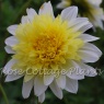 Dahlia 'Freya's Paso Doble' AGM