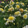 Dahlia 'Freya's Paso Doble' AGM