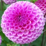 Dahlia 'Barbarry Glamour'