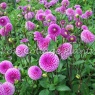Dahlia 'Barbarry Glamour'