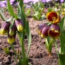 Fritillaria michailovskyi