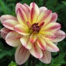 Dahlia 'Happy Butterfly'