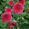 Dahlia 'Isa Candy'