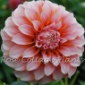 Dahlia 'Peaches'