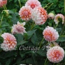 Dahlia 'Peaches'