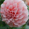 Dahlia 'Peaches'