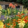 Dahlia 'Finchcocks' AGM