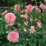 Dahlia'PhyllisFarmer'