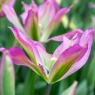 Tulipa 'Purple Dance'