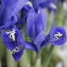 Iris reticulata 'Harmony'